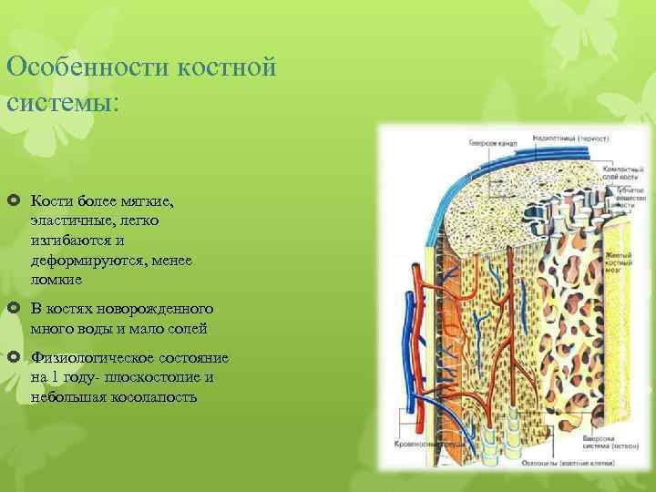 Особенности костной системы: Кости более мягкие, эластичные, легко изгибаются и деформируются, менее ломкие В