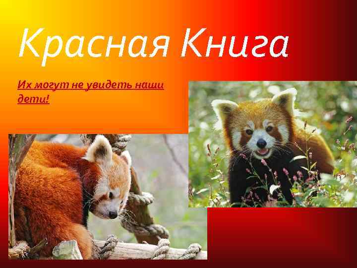 Красная Книга Их могут не увидеть наши дети! 