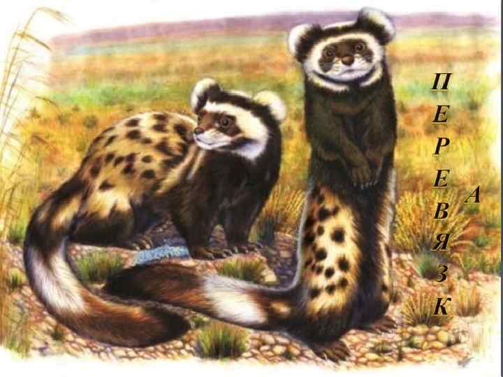 П Е Р К Е А В Я З 