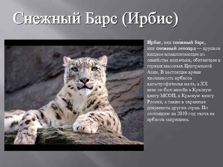 Снежный Барс (Ирбис) И рбис, или сне жный барс, или снежный леопард — крупное