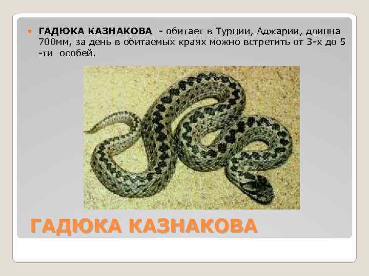  ГАДЮКА КАЗНАКОВА - обитает в Турции, Аджарии, длинна 700 мм, за день в