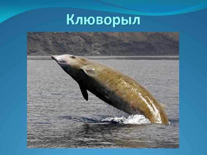 Клюворыл 