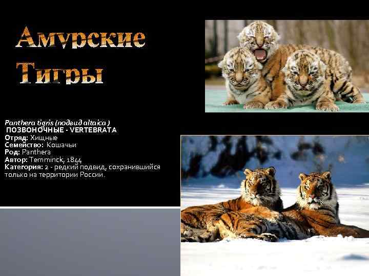 Амурские Тигры Panthera tigris (подвид altaica ) ПОЗВОНОЧНЫЕ - VERTEBRATA Отряд: Хищные Семейство: Кошачьи