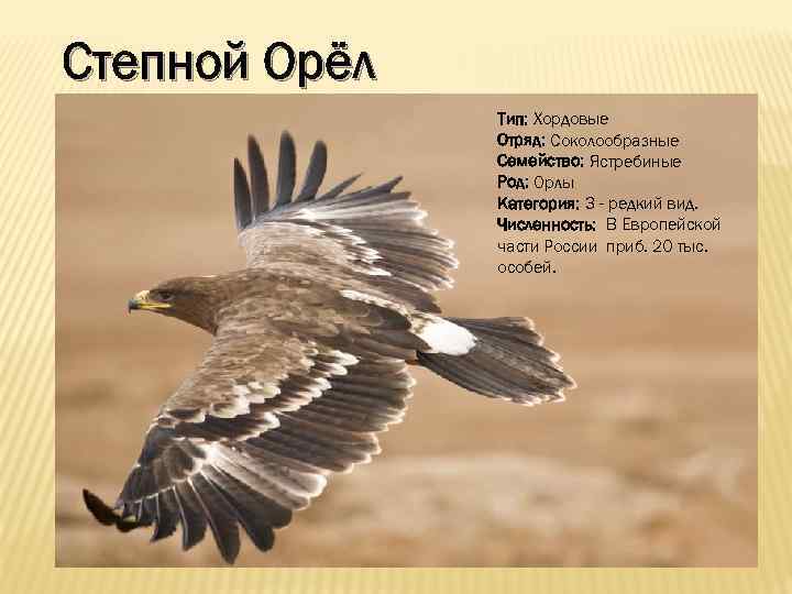 Степной Орёл Тип: Хордовые Отряд: Соколообразные Семейство: Ястребиные Род: Орлы Категория: 3 - редкий