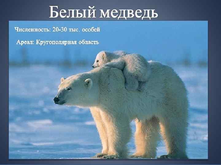 Белый медведь Численность: 20 -30 тыс. особей Ареал: Кругополярная область 