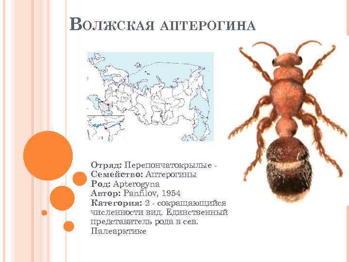 ВОЛЖСКАЯ АПТЕРОГИНА Отряд: Перепончатокрылые Семейство: Аптерогины Род: Apterogyna Автор: Panfilov, 1954 Категория: 2 -