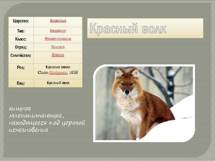 Царство тип. Красный волк систематика. Волк род семейство отряд класс Тип царство. Царство Тип класс отряд вид волка. Классификация красного волка.