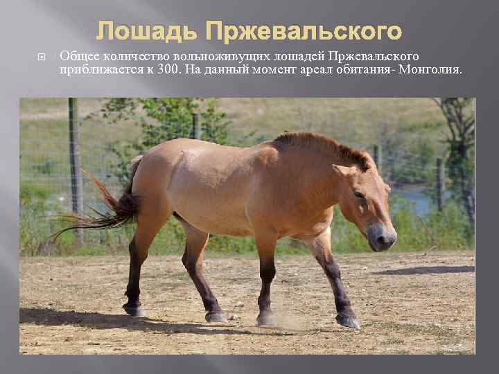 Лошадь Пржевальского Общее количество вольноживущих лошадей Пржевальского приближается к 300. На данный момент ареал
