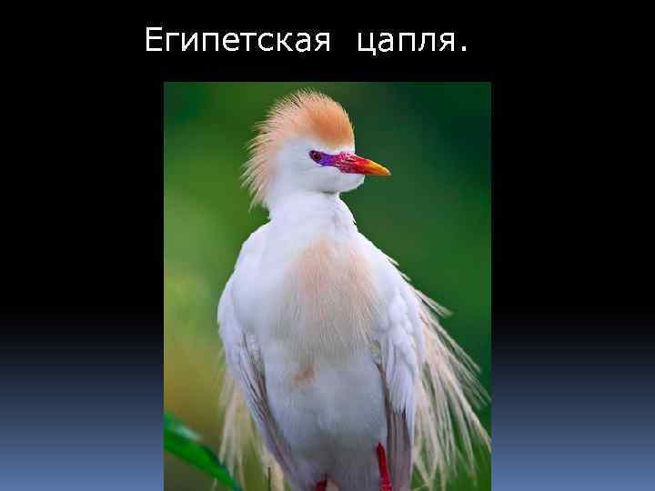 Египетская цапля. 