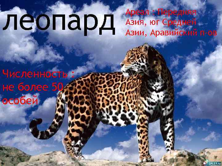леопард Численность : не более 50 особей Ареал : Передняя Азия, юг Средней Азии,