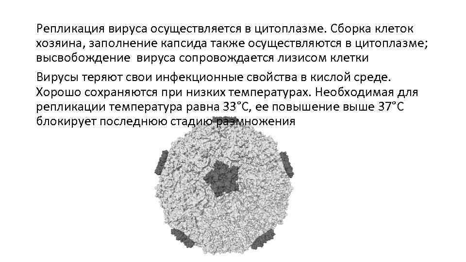 Репликация вируса осуществляется в цитоплазме. Сборка клеток хозяина, заполнение капсида также осуществляются в цитоплазме;