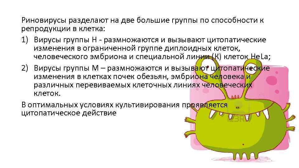 Риновирусы разделают на две большие группы по способности к репродукции в клетка: 1) Вирусы