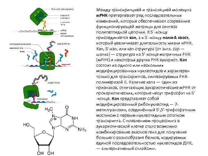Матрицей для синтеза транспортной рнк. МРНК матрица для Синтез белка. Процессинг синтезированной полипептидной Цепочки.. Молекула м РНК. ТРНК матрица для синтеза белка.