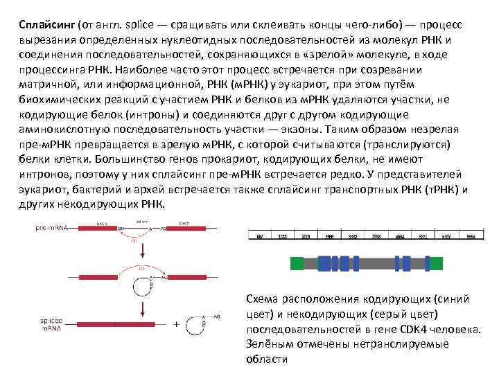 Сплайсинг рнк у эукариот. Сплайсинг интронов. Сплайсинг протекает в:. Механизм сплайсинга эукариот. Сплайсинг матричной РНК это процесс.