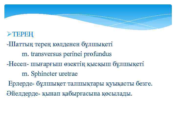 ØТЕРЕҢ -Шаттың терең көлденен бұлшықеті m. transversus perinei profundus -Несеп- шығарғыш өзектің қысқыш бұлшықеті