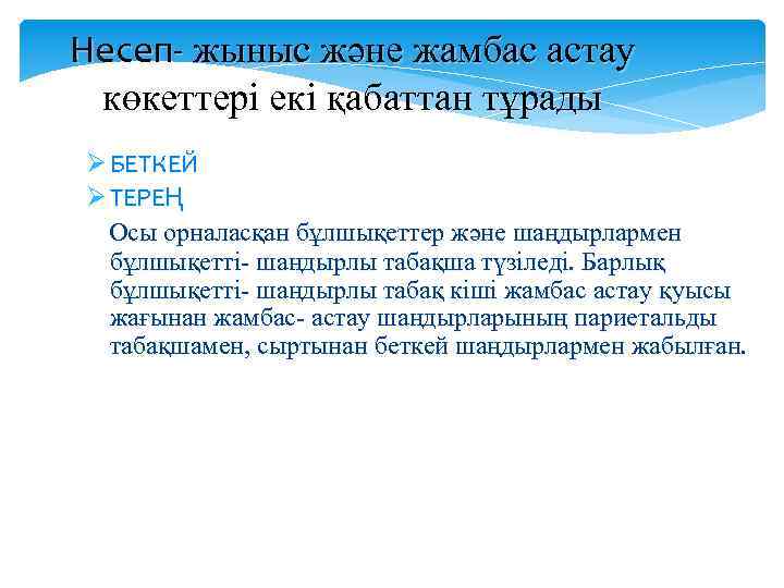 Несеп- жыныс және жамбас астау көкеттері екі қабаттан тұрады Ø БЕТКЕЙ Ø ТЕРЕҢ Осы