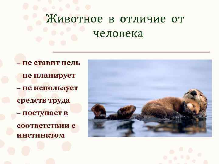 Животное в отличие от человека – не ставит цель – не планирует – не
