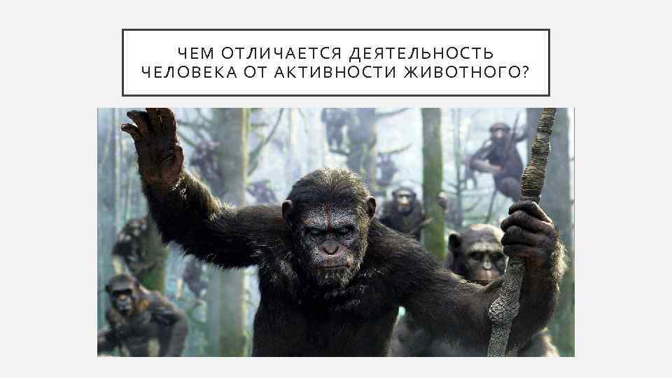 ЧЕМ ОТЛИЧАЕТСЯ ДЕЯТЕЛЬНОСТЬ ЧЕЛОВЕКА ОТ АКТИВНОСТИ ЖИВОТНОГО? 
