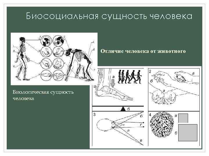 Биосоциальная сущность человека Отличие человека от животного Биологическая сущность человека 