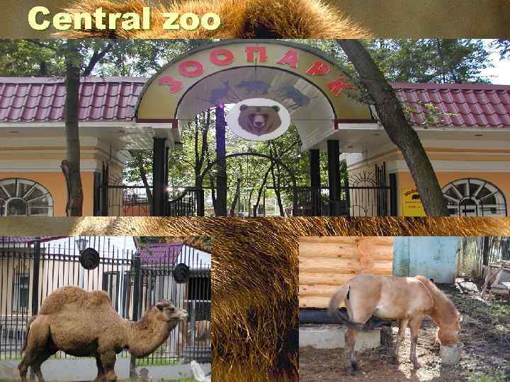 Central zoo 