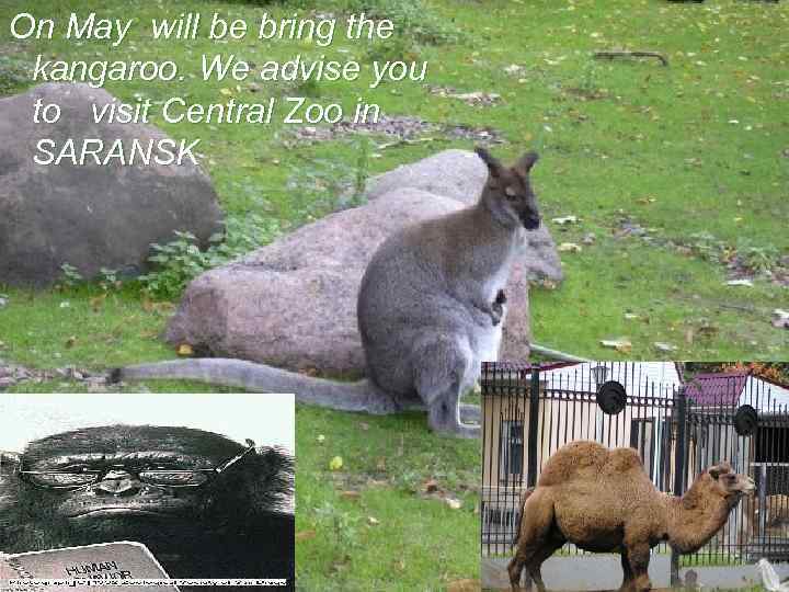 On May will be bring the kangaroo. We advise you to visit Central Zoo