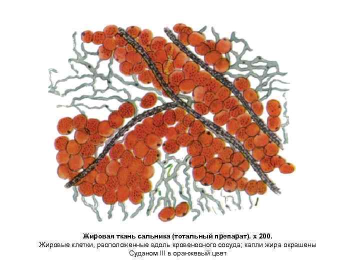 Жировая ткань сальника (тотальный препарат). х 200. Жировые клетки, расположенные вдоль кровеносного сосуда; капли