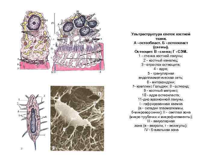 Схема строения остеобласта