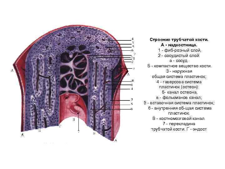 Трубчатый орган 5. Строение трубчатых костей гистология.