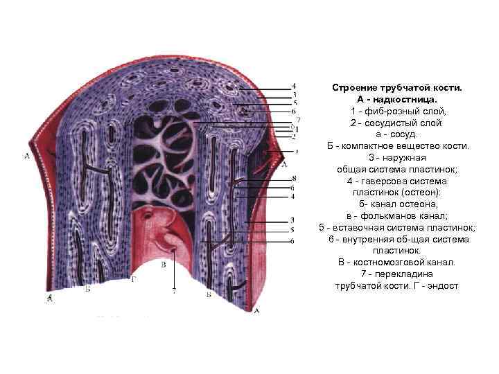 Строение трубчатых костей гистология.