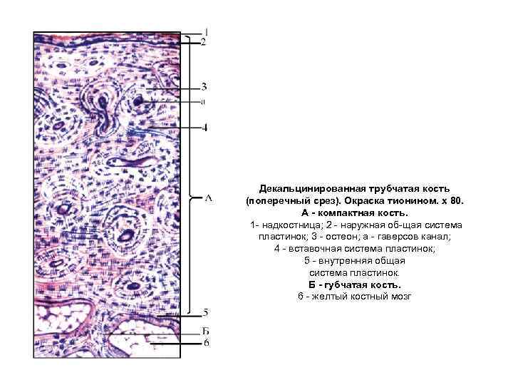 Декальцинированная трубчатая кость (поперечный срез). Окраска тионином. х 80. А компактная кость. 1 надкостница;