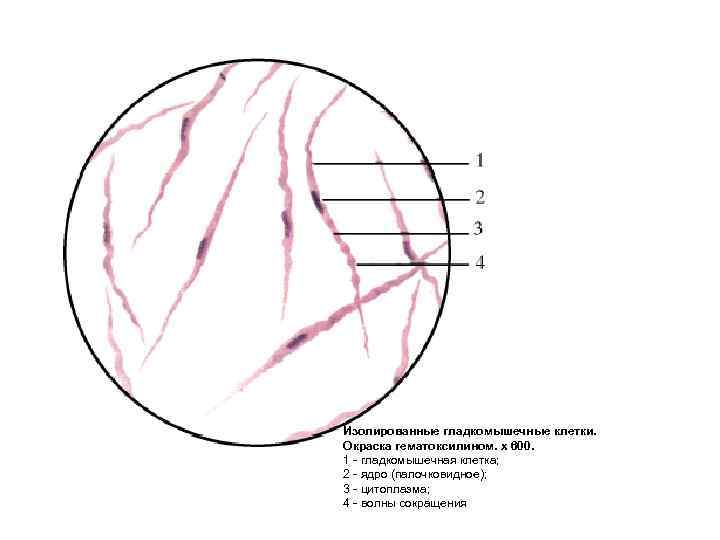 Изолированные гладкомышечные клетки. Окраска гематоксилином. х 600. 1 гладкомышечная клетка; 2 ядро (палочковидное); 3