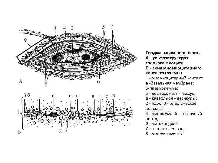 Гладкая мышечная ткань. А ультраструктура гладкого миоцита. Б зона миомиоцитарного контакта (схемы). 1 миомиоцитарный