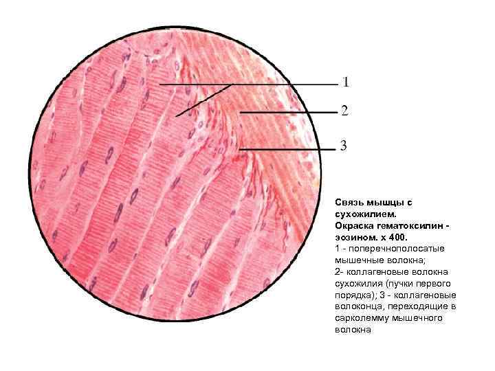 Связь мышц