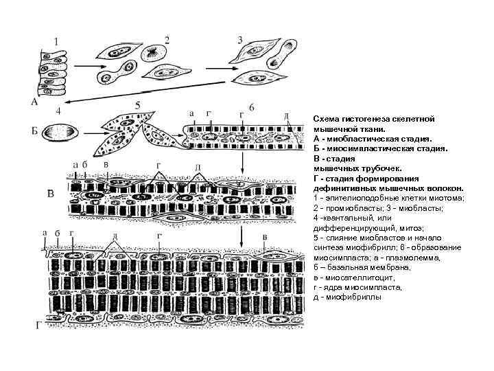 Схема гистогенеза скелетной мышечной ткани. А миобластическая стадия. Б миосимпластическая стадия. В стадия мышечных