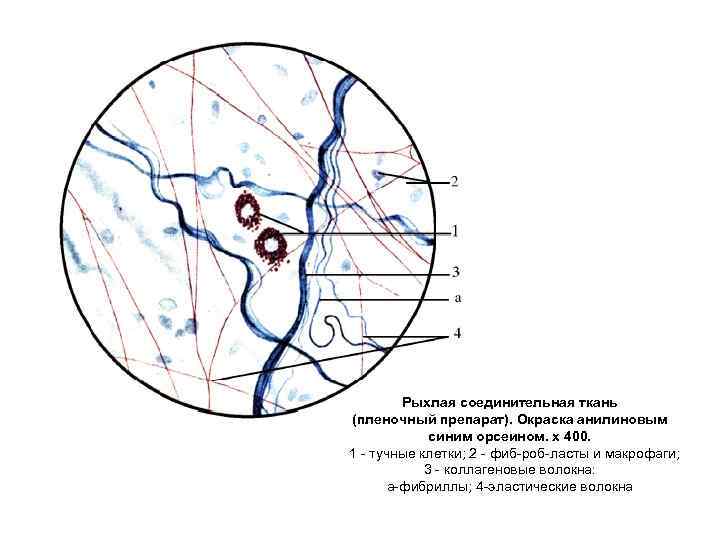 Рыхлая соединительная ткань (пленочный препарат). Окраска анилиновым синим орсеином. х 400. 1 тучные клетки;