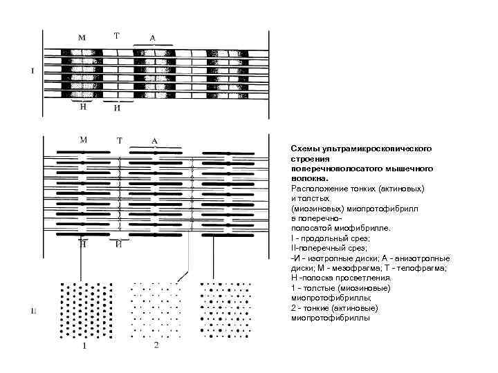 Схемы ультрамикроскопического строения поперечнополосатого мышечного волокна. Расположение тонких (актиновых) и толстых (миозиновых) миопротофибрилл в