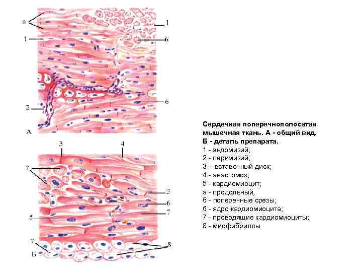 Сердце гистология рисунок - 83 фото