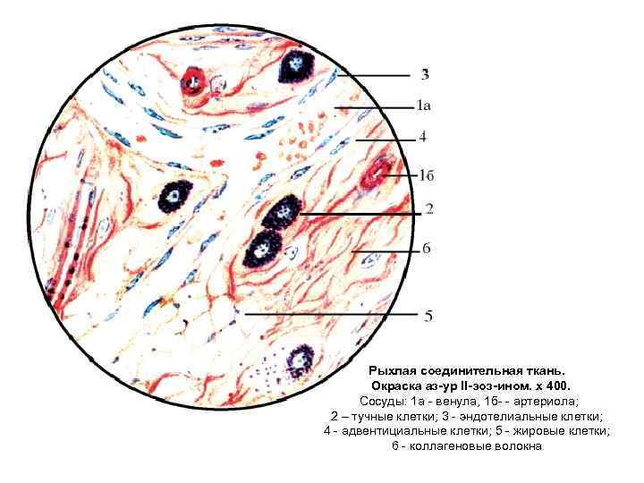 Адвентициальные клетки рисунок