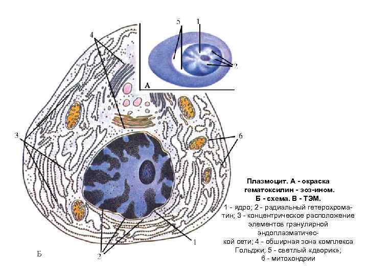 Плазмоциты функции