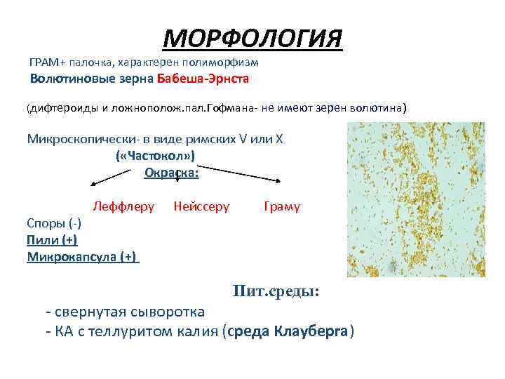 Грам палочки умеренное количество