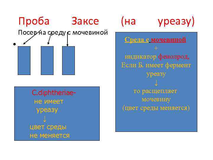 Проба Заксе Посев на среду с мочевиной • C. diphtheriaeне имеет уреазу ↓ цвет