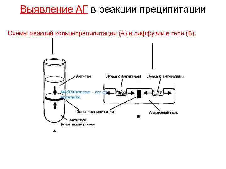 Выявление АГ в реакции преципитации Схемы реакций кольцепреципитации (А) и диффузии в геле (Б).