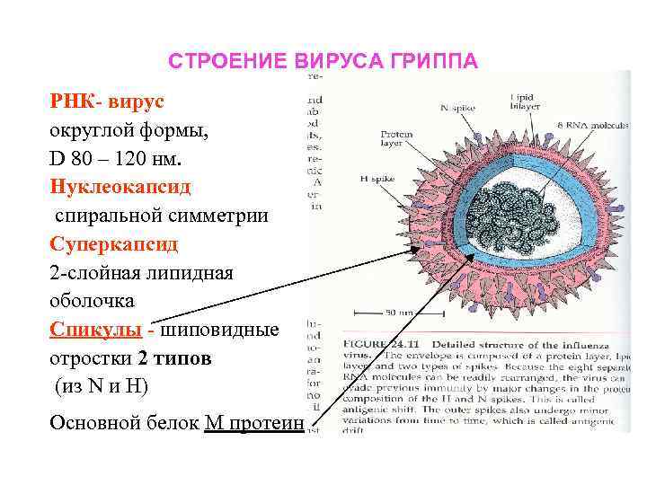 СТРОЕНИЕ ВИРУСА ГРИППА РНК- вирус округлой формы, D 80 – 120 нм. Нуклеокапсид спиральной