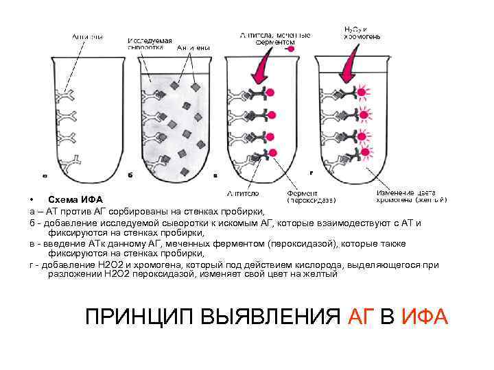  • Схема ИФА а – АТ против АГ сорбированы на стенках пробирки, б