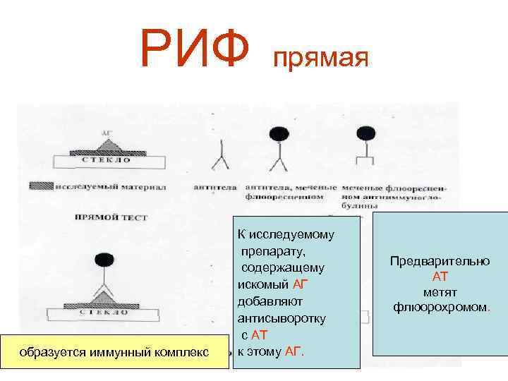 РИФ образуется иммунный комплекс прямая К исследуемому препарату, содержащему искомый АГ добавляют антисыворотку с