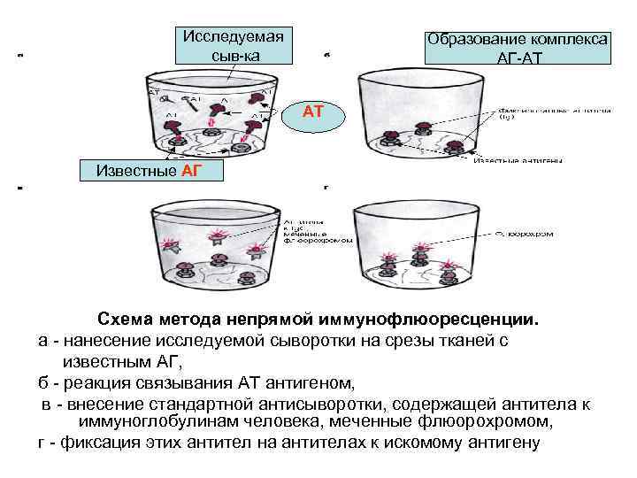 Исследуемая сыв-ка Образование комплекса АГ-АТ АТ Известные АГ Схема метода непрямой иммунофлюоресценции. а -