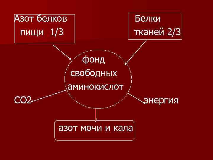 Азот белков пищи 1/3 Белки тканей 2/3 фонд свободных аминокислот СО 2 энергия азот