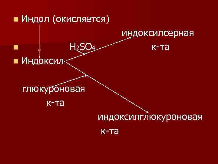 n Индол (окисляется) Н 2ЅО 4 n индоксилсерная к-та n Индоксил глюкуроновая к-та индоксилглюкуроновая