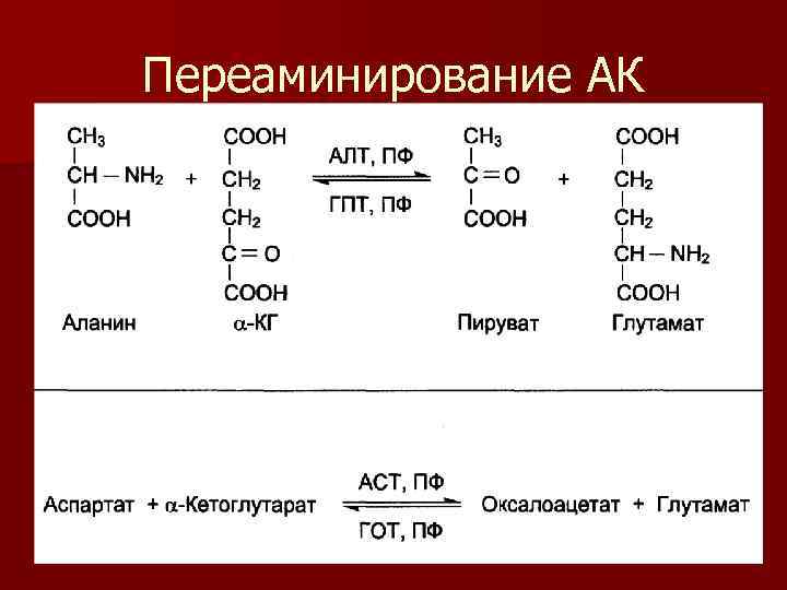 Бета аланин и креатин схема приема