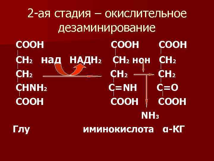 2 -ая стадия – окислительное дезаминирование COOH CH 2 над НАДН 2 CH 2